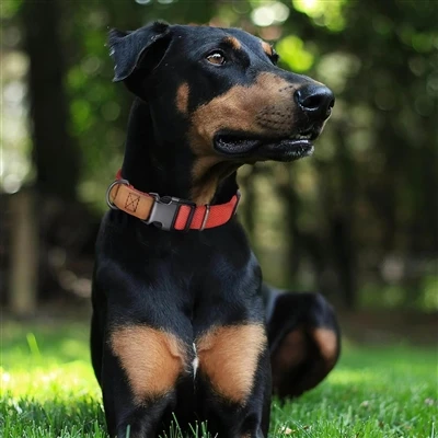 Il nuovo collare per cani durevoli ed eleganti guadagna popolarità tra i prop...
