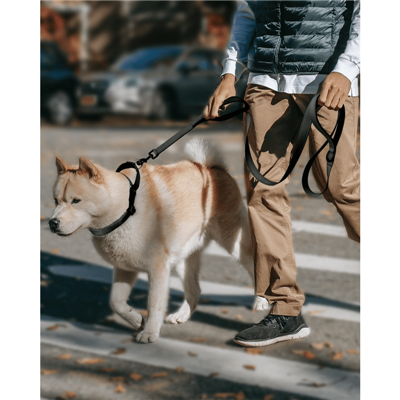 Martingale Dog Collar Quick Release